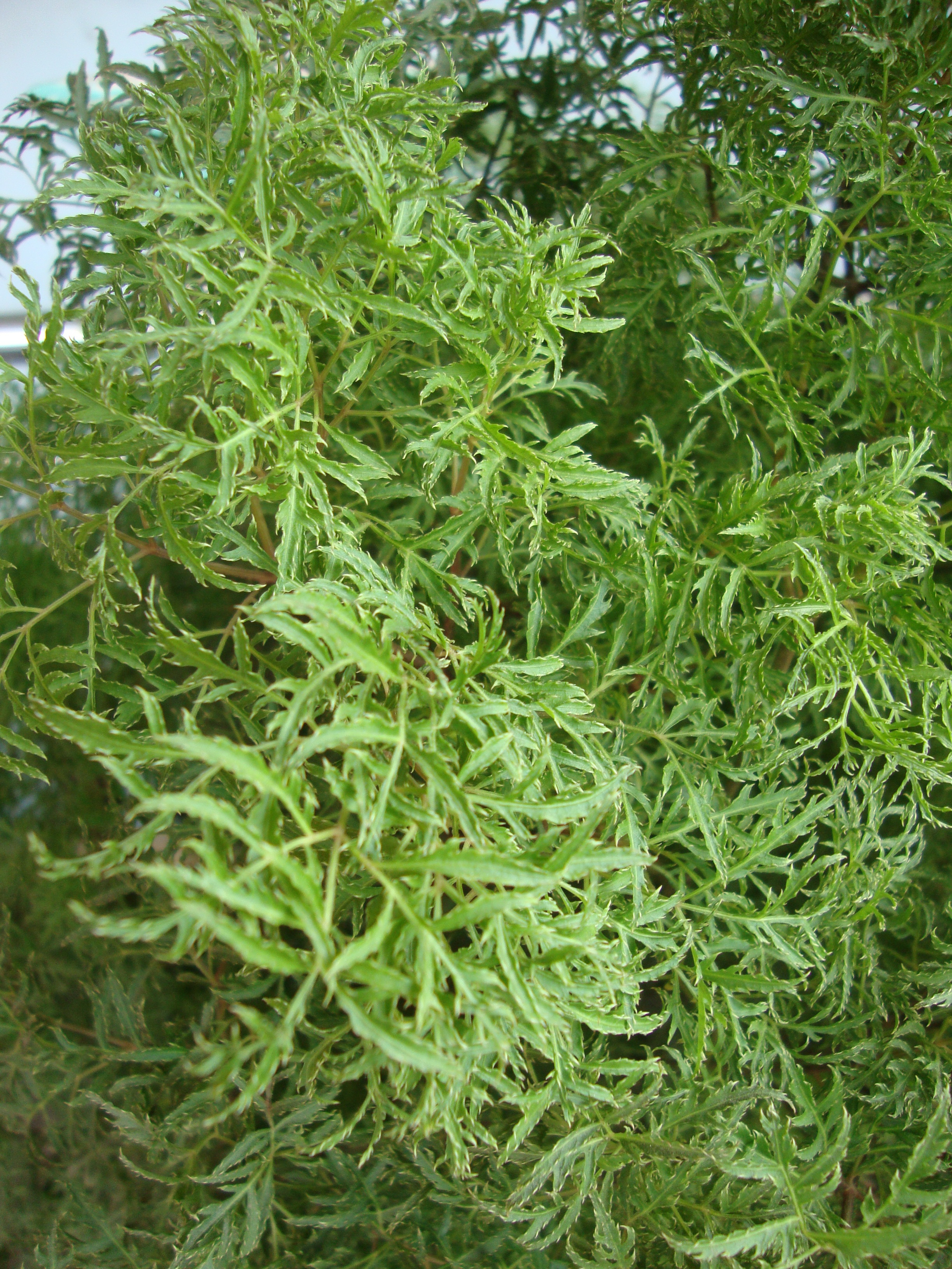 Ming Aralia